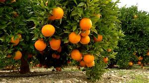 Algérie (Tizi Ouzou) - La production des agrumes en hausse