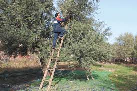 Adekar (Béjaia) - Cueillette des olives: «La pluie sauve un tant soit peu la récolte»