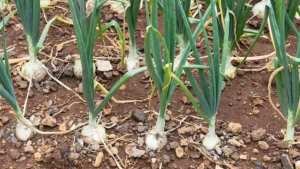 Aïn-Témouchent Certification de l'oignon blanc de Oulhaça