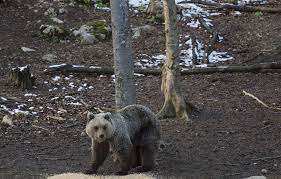 Planète (Europe/Asie) - Russie: Des ours de Sibérie tardent à hiberner et déambulent «à moitié endormis», perturbés par les températures