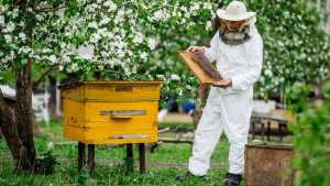 Bouira Mille ruches distribuées
