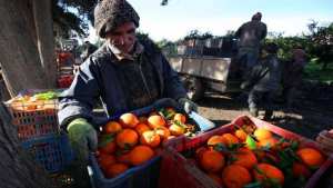 BOUMERDÈS Agrumes : une saison sauvée pour les agriculteurs