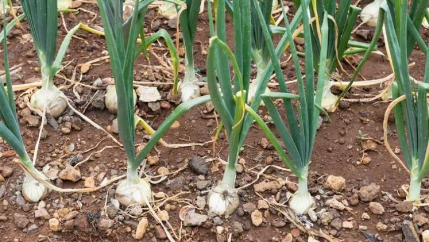 Aïn-Témouchent Certification de l'oignon blanc de Oulhaça