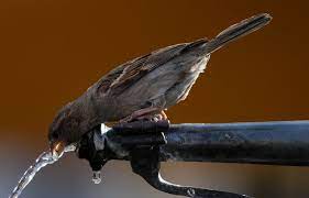 Planète (France/Europe) - Biodiversité: L’Observatoire des oiseaux des jardins invite les Français à recenser les espèces présentes chez eux