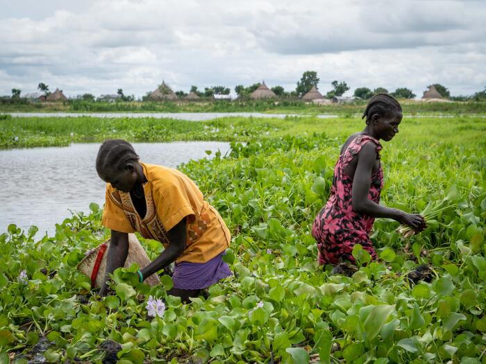 Planète (Afrique) - Au Soudan du Sud, la «plus mauvaise herbe aquatique au monde» fait du bon charbon