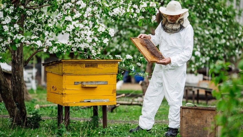 Bouira Mille ruches distribuées