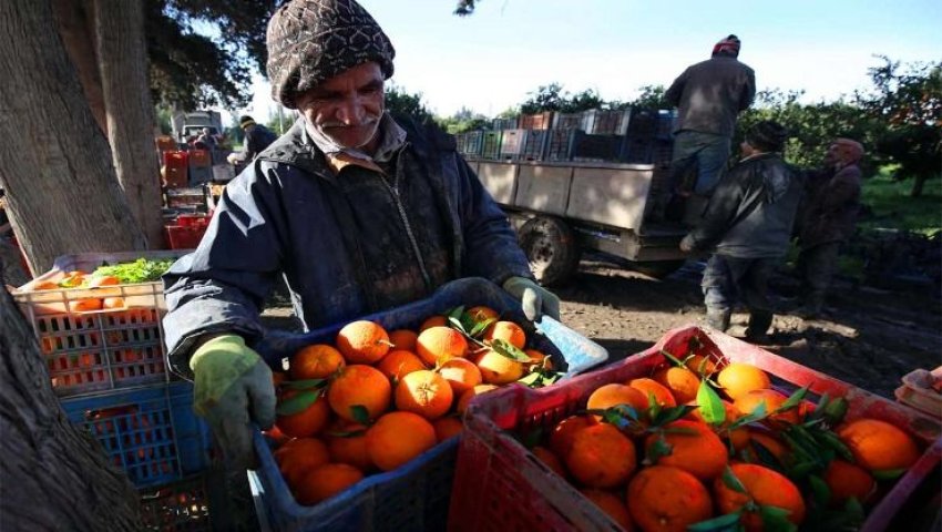 BOUMERDÈS Agrumes : une saison sauvée pour les agriculteurs