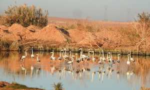 Ghardaia: l’exutoire de la STEP de Kef El Doukhan, une zone humide artificielle et réservoir de la biodiversité