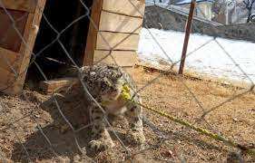 Planète (Asie) - Afghanistan: Un rare spécimen de panthère des neiges capturé (mais bientôt relâché)