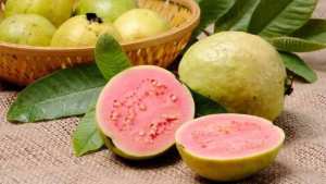 La goyave, endémique à Tipasa ?