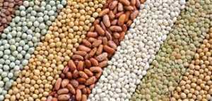 Algérie (Bousfer/Oran) - Intégration des fermes pilotes dans la production des légumineuses: Lancement des cultures à partir de cette commune de l'Ouest