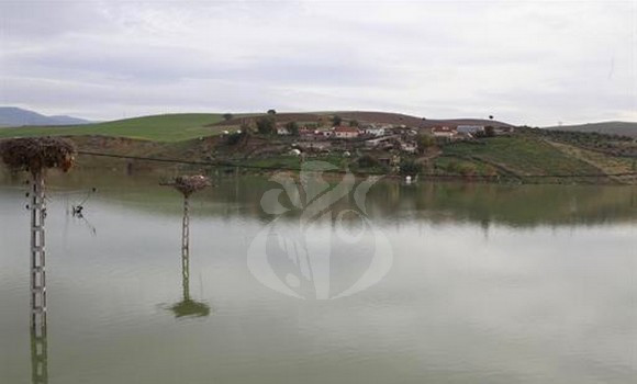 Algérie (Mila) -  recul du nombre et des espèces d’oiseaux migrateurs dans les zones humides: Dénombrement Janvier 2024