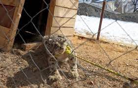 Planète (Asie) - Afghanistan: Un rare spécimen de panthère des neiges capturé (mais bientôt relâché)