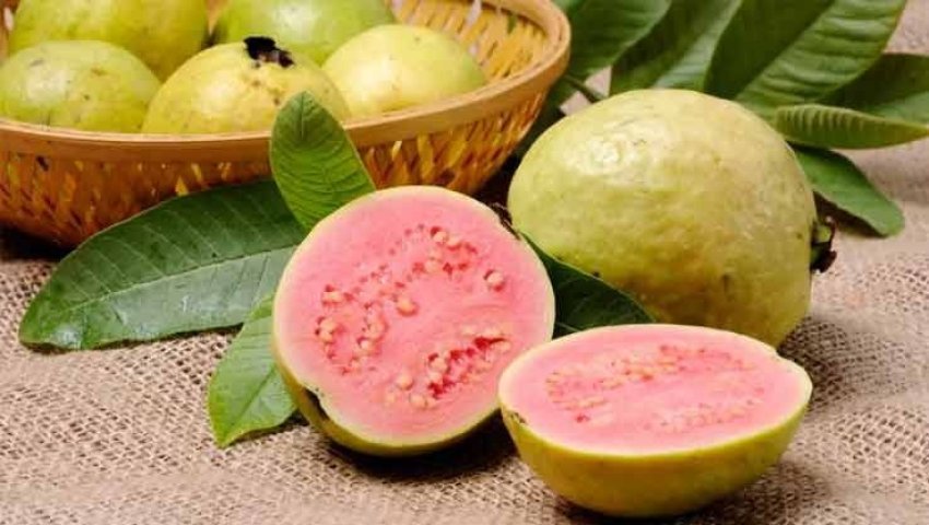 La goyave, endémique à Tipasa ?