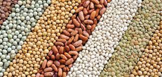 Algérie (Bousfer/Oran) - Intégration des fermes pilotes dans la production des légumineuses: Lancement des cultures à partir de cette commune de l'Ouest