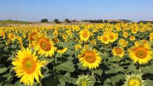 Algérie (Kaous/Jijel) -  Booster la culture du tournesol  Prévision de 200 Ha dans cette wilaya côtière