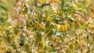Algérie (Mouzaia/Blida) -  200 hectares réservés pour la plantation de légumineuses