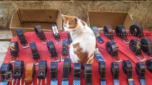 Le chat et le vendeur de ceintures