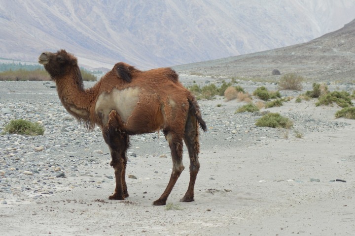 Planète (Rapport onusien) - 1 espèce migratrice sur 5 est menacée d’extinction