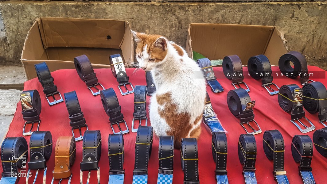Le chat et le vendeur de ceintures