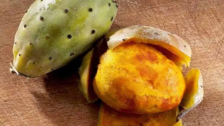 Le Sahara, eldorado du cactus Publié le 15.02.2024 dans le Quotidien le soir d’Algérie