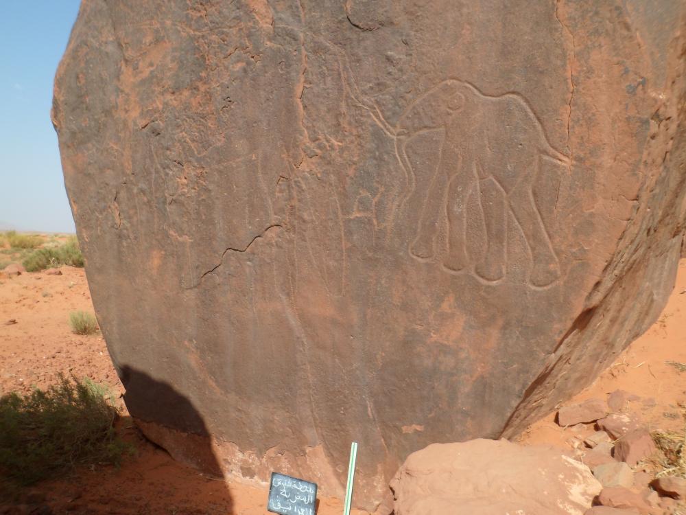 لغرانيق بلدية تيوت1