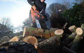 Planète (France/Europe) - Maine-et-Loire: «Colère» à Bouchemaine après un tronçonnage sauvage dans un bois classé