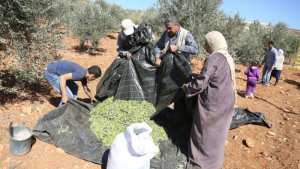 Récolte oléicole 2023-2024 Pourquoi un rendement aussi faible ?