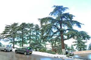 Algérie - Chutes de neige dans plusieurs wilayas: L'hiver remet son manteau blanc