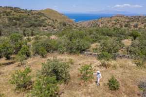 Planète (Europe) - En Grèce, il redonne vie aux amandiers sur l'île de Kéa