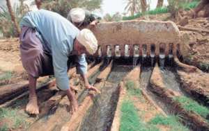 Timimoun (Adrar) -  Irrigation agricole: recul des foggaras