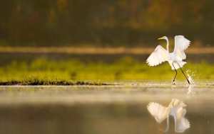 Algérie - Les zones humides algériennes face à la menace du dérèglement climatique: L’urgence d’une prise en charge adaptée