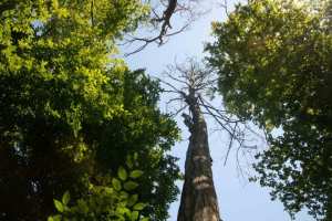 Planète - Victoire pour la nature: l’Europe sauve in extremis une loi historique