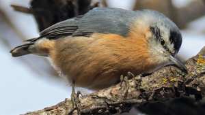 Journée internationale de la vie sauvage Des espèces animales menacées de disparition