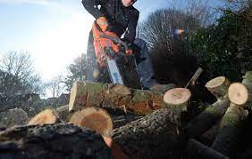 Planète (France/Europe) - Maine-et-Loire: «Colère» à Bouchemaine après un tronçonnage sauvage dans un bois classé