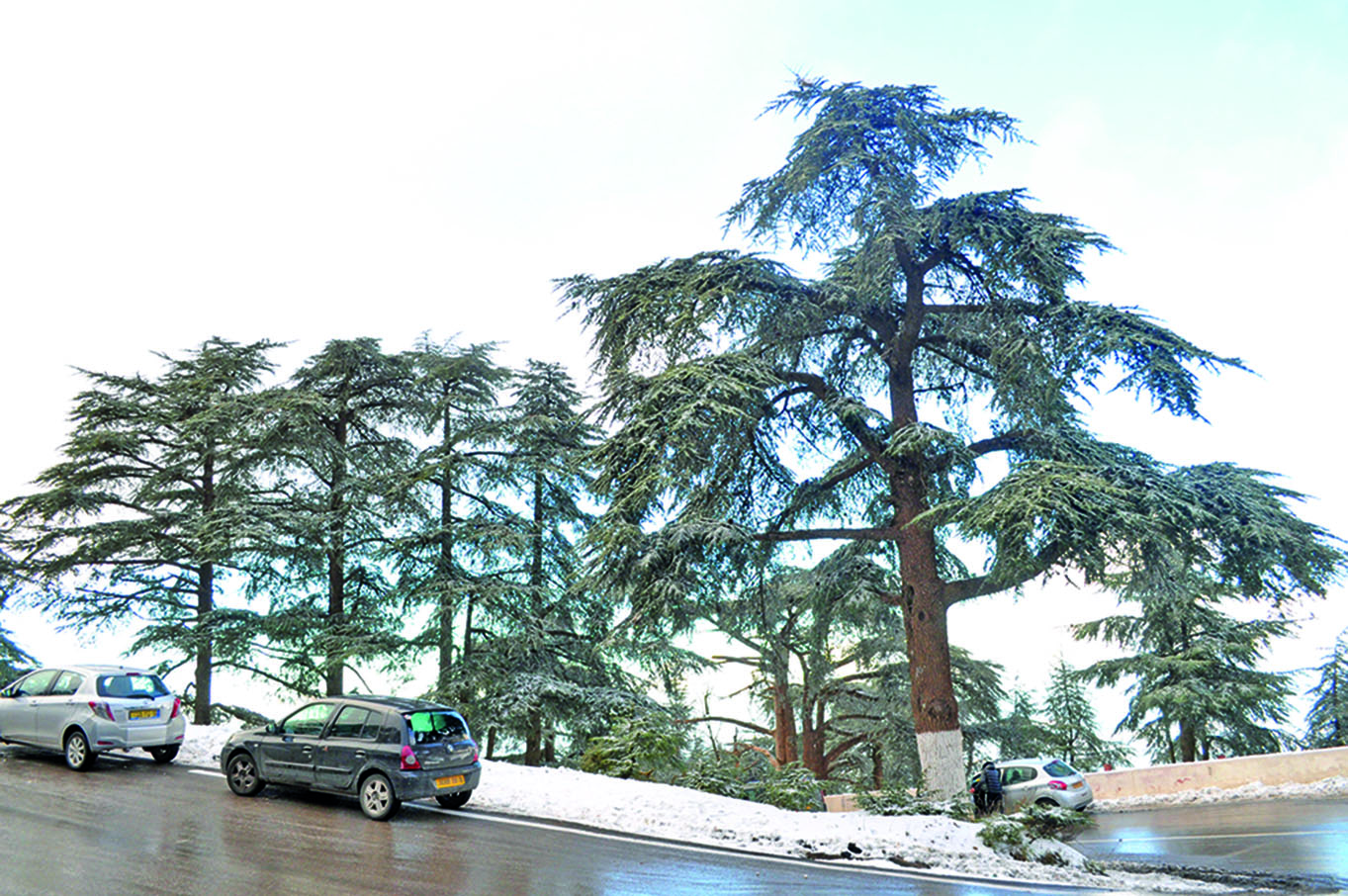 Algérie - Chutes de neige dans plusieurs wilayas: L'hiver remet son manteau blanc