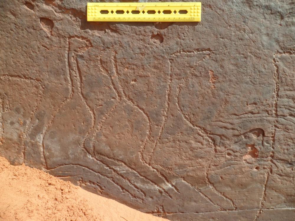 لغرانيق 2 بلدية تيوت