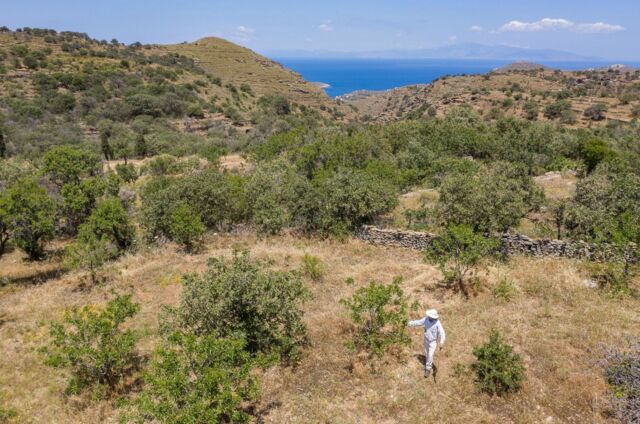 Planète (Europe) - En Grèce, il redonne vie aux amandiers sur l'île de Kéa