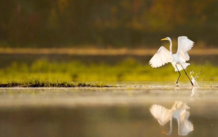 Algérie - Les zones humides algériennes face à la menace du dérèglement climatique: L’urgence d’une prise en charge adaptée