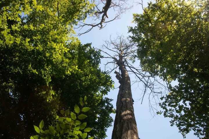 Planète - Victoire pour la nature: l’Europe sauve in extremis une loi historique