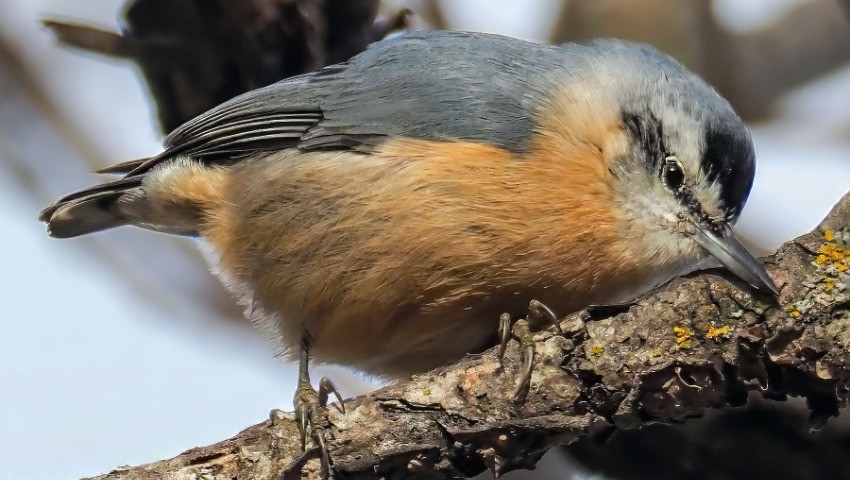 Journée internationale de la vie sauvage Des espèces animales menacées de disparition