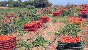 Algérie (El Tarf) -  Les agriculteurs soulagés  après les dernières chutes de pluie  *