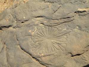 محطة النقوش الحجرية (الرحى ) بلدية الجنين بورزق