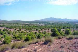El Hamel (M'sila) - Barrage vert:  Lancement d’une campagne pour la plantation de 1.000 arbres