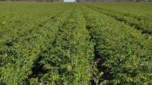 Aïn-Témouchent Agriculture : 6 700 hectares consacrés pour le pois chiche