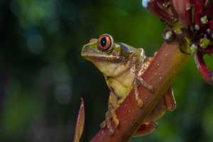 Planète (France/Europe) - Journée mondiale de la vie sauvage: 3.000 espèces menacées en France