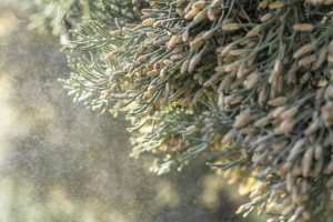 Planète (Santé) -  Allergies au pollen: les urbains particulièrement vulnérables