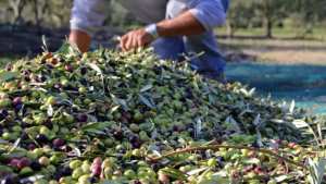 Algérie (Mostaganem) -  Nette augmentation de la production d’olives