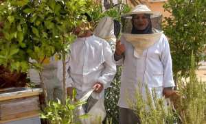El-Meniâa: Zohra Boudjelida, un exemple de la persévérance dans l’Apiculture