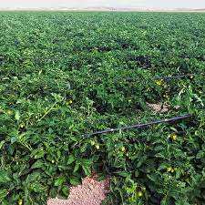 Algérie (El Tarf) -  Plus de 5.000 ha pour la tomate industrielle